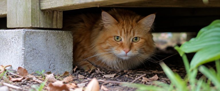 Odds of an Escaped Indoor Cat Surviving & Returning Home Safely