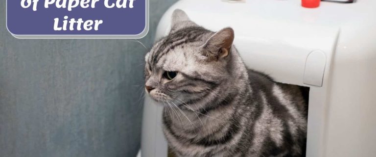 Paper Cat Litter: Gentle on Paws, Gentle on the Environment