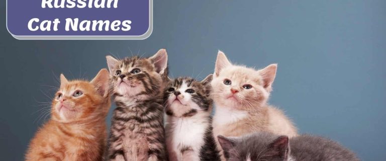 5 different breed of kittens perfect for Russian cat names