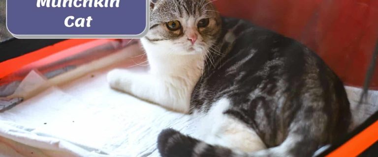 Scottish Fold Munchkin Cat resting