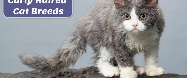 cute Selkirk rex curly haired cat