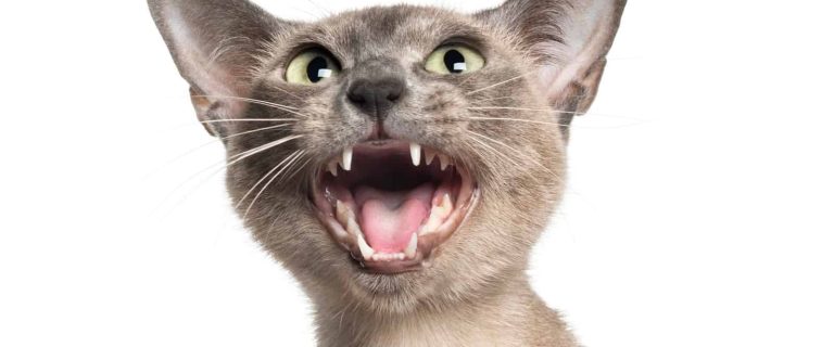 Looking for the most talkative cat breeds to keep you company? These 10 kitties just love a good chat with their people. Take a look!