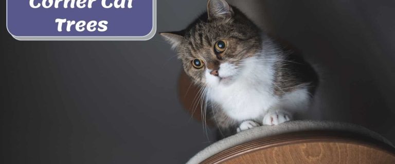 5 Best Corner Cat Trees: Clutter-Free and Happy Home