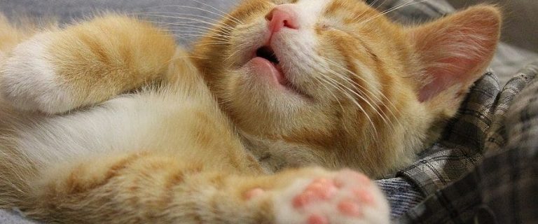 The Curious Case of Gilroy the Cat and His Sleeping Spot