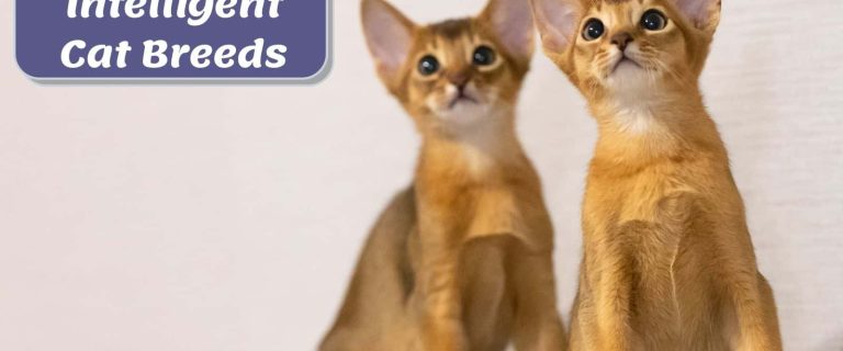 baby tonkinese kittens, The World's Most Intelligent Cat Breeds