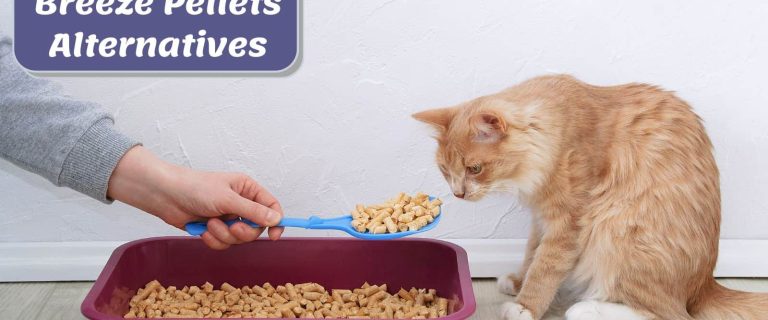 cat smelling some Tidy Cat Breeze Pellets Alternatives on the scooper