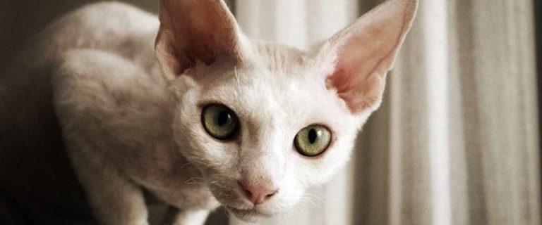 9 Most Popular Cat Breeds for Pet Enthusiasts