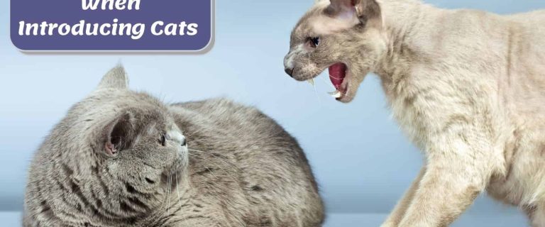 cat angry at each other; Warning signs when introducing cats