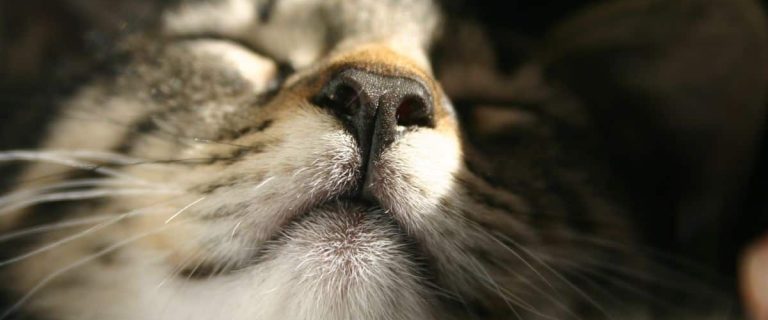Black Cat Close Up