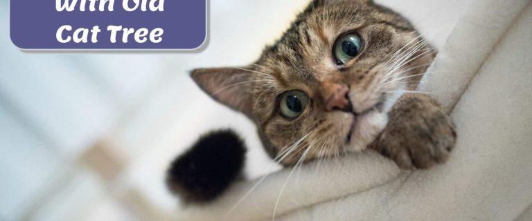 tabby cat on n old cat tree