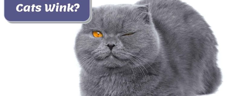 british shorthair beside What does it mean when my cat winks at me? text