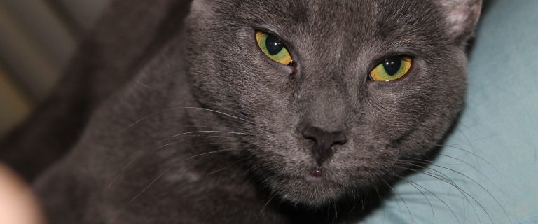 When are cats considered adults