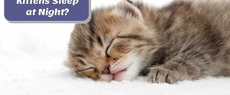 little grey kitten sleeping with text where should kittens sleep at night