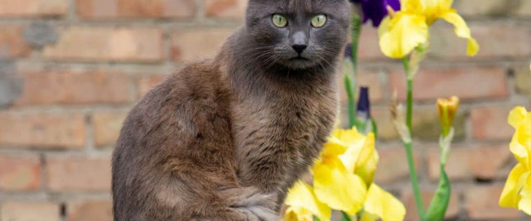 Chocolate cat sitting on the fence