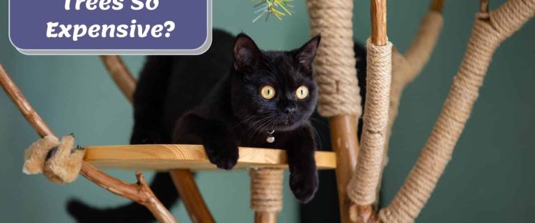 black cat on a cat tree