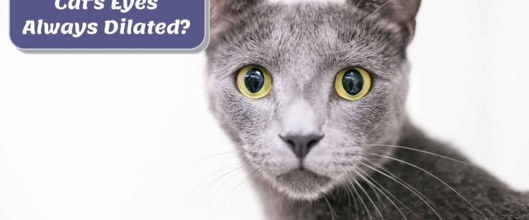 grey cat with dilated pupils but "Why Are My Cat's Eyes Always Dilated?"
