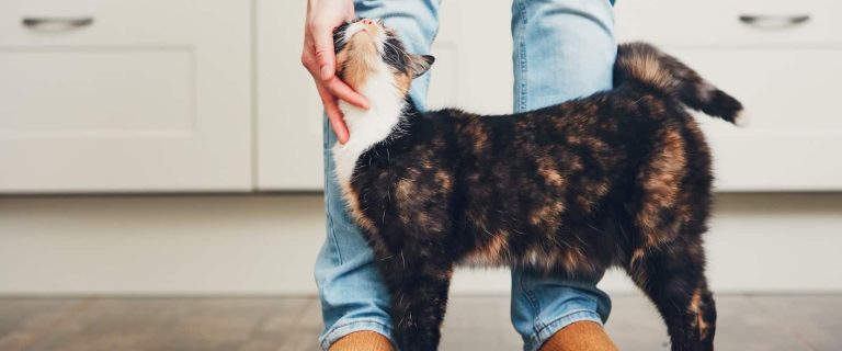 Ever wondered why cats (even stray ones) like to rub against your legs, (sometimes your face)? Find out if it is normal behavior or not.