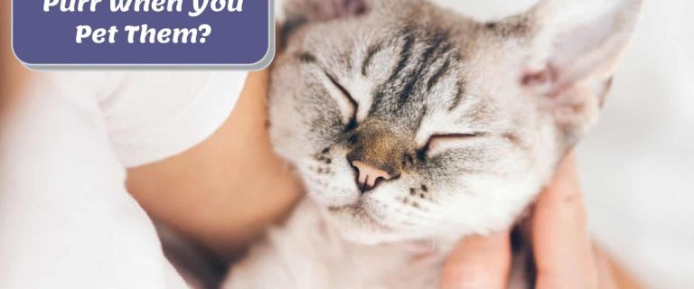 Why Do Cats Purr When You Pet Them? 7 Reasons
