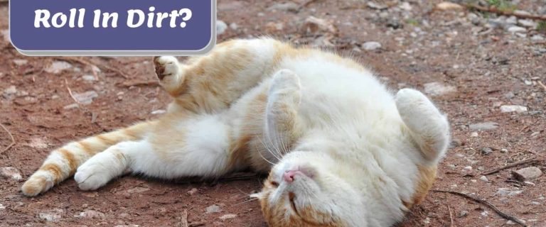 Why Do Cats Roll In Dirt? 3 Most Common Reasons