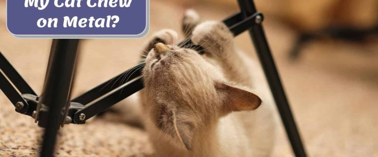 brownish cat chewing on metal chair: why does my cat chew on metal?