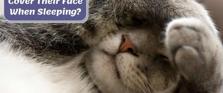 kitty sleeping covering her face but Why Does My Cat Cover Her Face When She Sleeps?
