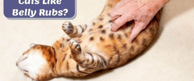 cat enjoying a belly rub but Why Does My Cat Like Belly Rubs?