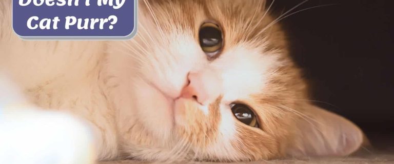 Why Doesn't My Cat Purr