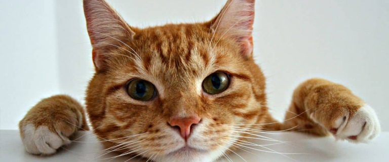 Kittens Meowing: 6 Reasons Why My Kitten Doesn't Meow