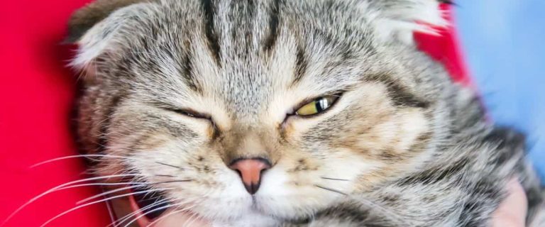 Cat Being Carried Squinting One Eye