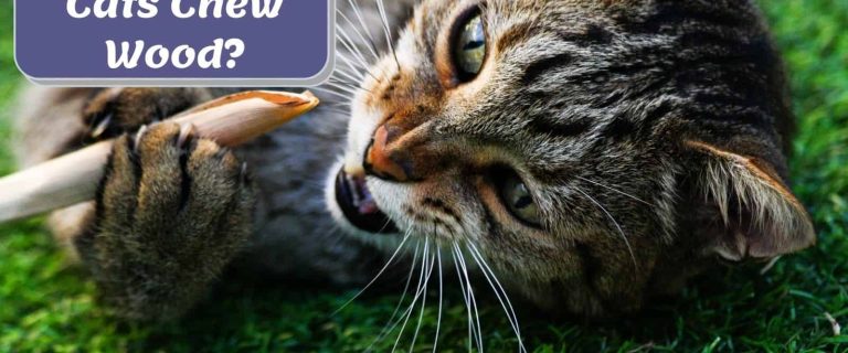 Cat chewing on a stick with text why do cats chew on wood