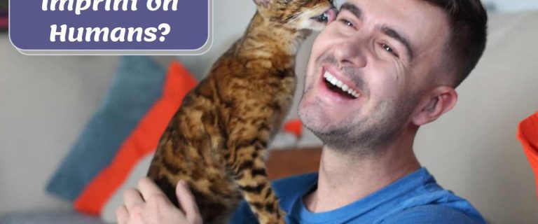 9 Gorgeous Signs Your Cat Has Imprinted On You