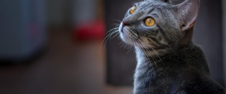Why Do Cats Wake You Up Early and How to Stop It