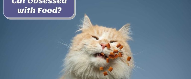 cat obsessed with food snatching it out of the air