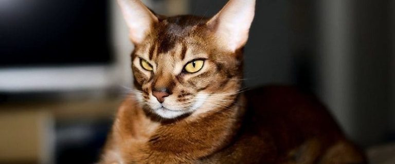 100 Abyssinian Cat Names That Are As Beautiful As Your Kitty