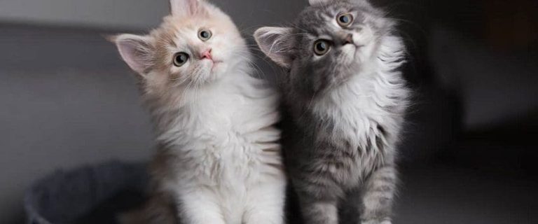 Adopting Multiple Cats at Once: Is it a Good Idea?