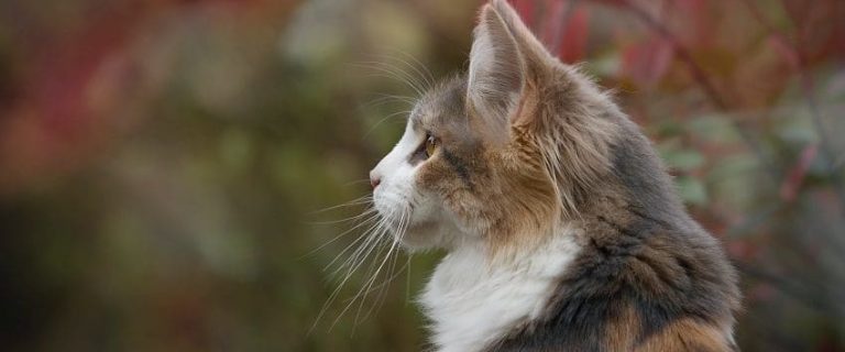 100 Aesthetic Cat Names for Your Beautiful Kitty