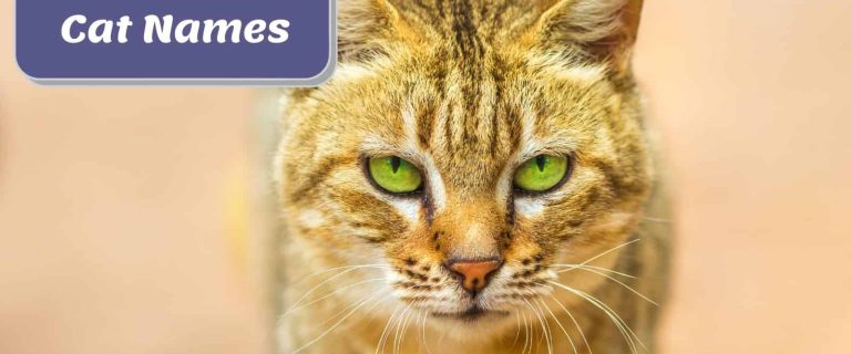 african cat beside 120 african cat names text