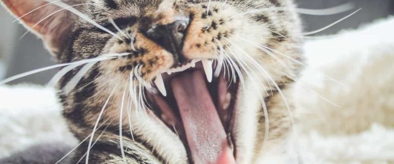 “What are the most aggressive cat breeds?” While every kitty has his own unique personality, these are the 7 that tend to be the “meanest.”