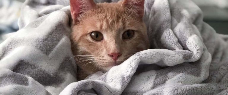 If you're looking for some fantastic Alaskan cat names, get ready to be wowed! We've rounded up 60 inspired by America's coldest state! Check them out!