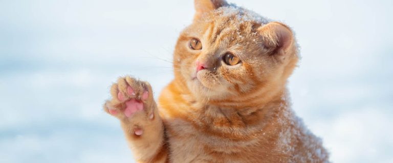 100 Brilliant American Shorthair Cat Names