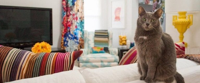 11 Best Cats for Apartments: Find The Ideal Apartment Cats