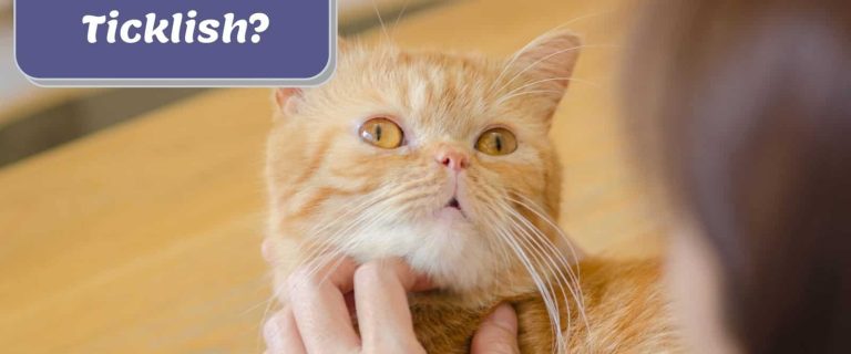 lady petting her ginger kitty so are cats ticklish?