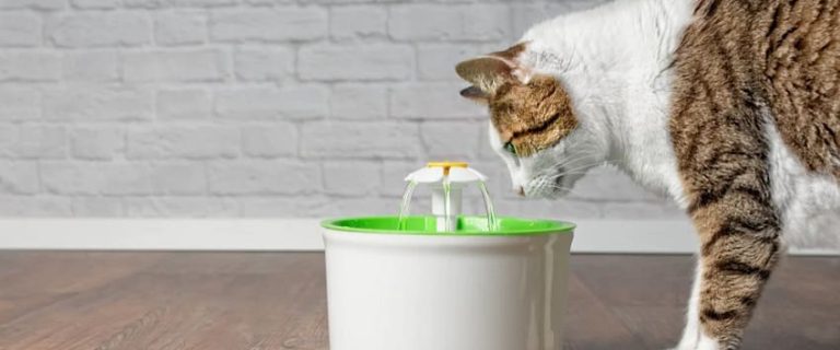 10 Best Automatic and Motion Sensor Cat Water Fountains