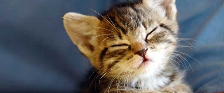 100 Crystal Cat Names: Best Magical Options for Your Kitty