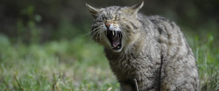 Badass Cat Names That Command Respect: Powerful and Fearless