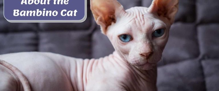 a cute hairless bambino cat