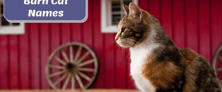 a cute sideview of a cat with a barn background