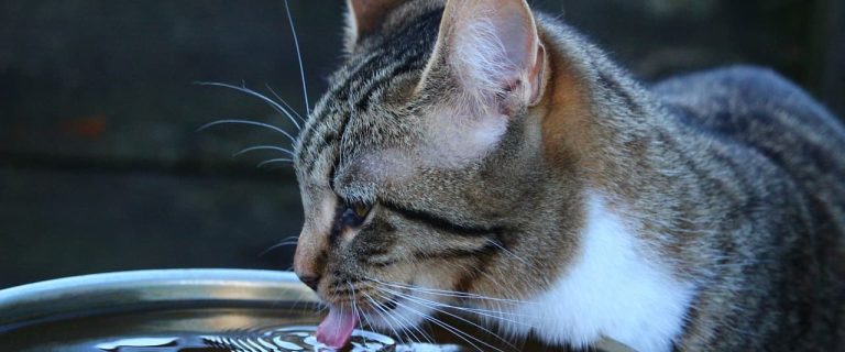 Tired of reading lists of battery-operated cat water fountains that have everything but what they actually promise? Check out our short (but legit) list!
