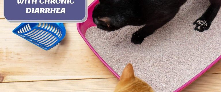 two kittens playing on cat litter