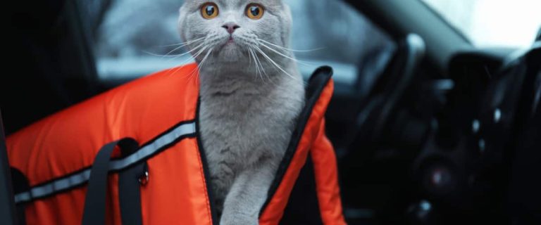5 Best Cat Carriers for Stress-Free Travel: Safe and Secure